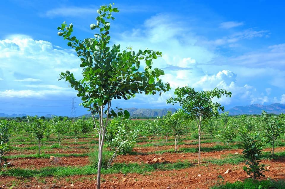 Basket of Organic Vegetables